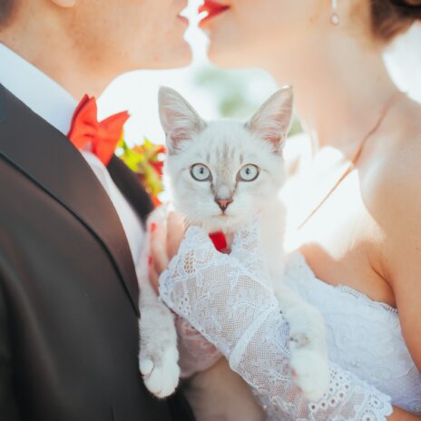 Bride and groom holding a white cat
