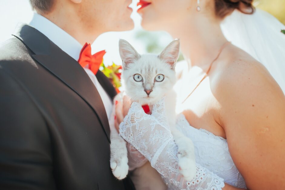 Bride and groom holding a white cat