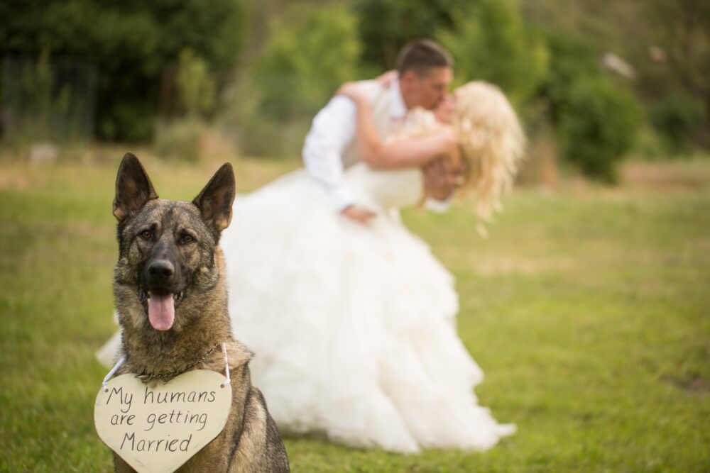 Dog holding a marriage sign for bride and groom