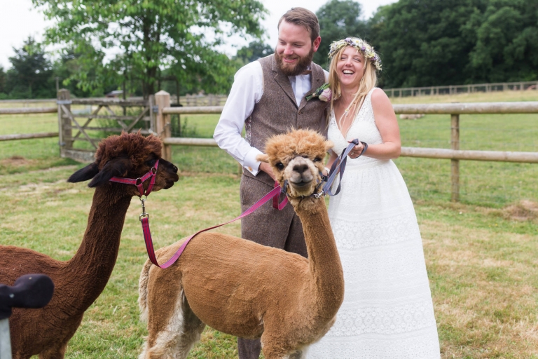 llama at a wedding petting zoo