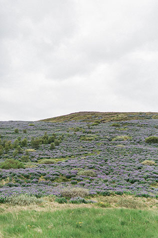 Lovely bohemian bridal portraits amongst the gorgeous purple lupine flowers in Iceland by Danielle Giroux
