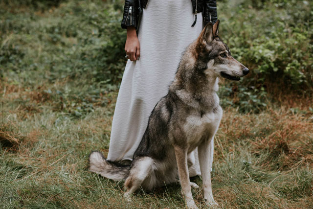 A dramatic and moody wolf elopement styled shoot against a natural backdrop of waterfalls and lush forested landscape by Marcela Pulido Photography and Vintage Mingle