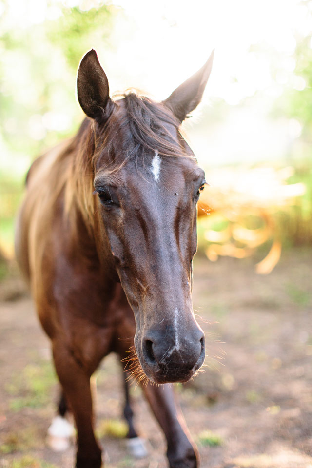 An amazingly sweet and rustic animal farm engagement session in Texas with their horses and dogs // photos by Kristen Curette Photography: http://www.kristencurette.com || see more on https://blog.nearlynewlywed.com