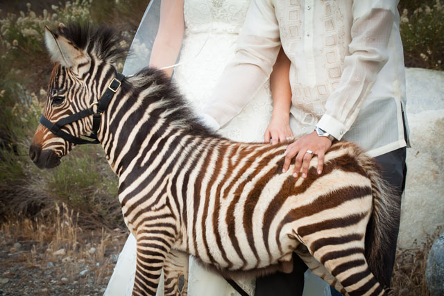A sweet and personal budget wedding at Sweet Pea Ranch with a zebra | Litetrap Weddings: litetrapweddings.com