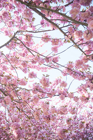 A dreamy spring cherry blossom engagement session at the Brooklyn Botanical Garden // photo by Mikkel Paige Photography: http://mikkelpaige.com/ || see more on https://blog.nearlynewlywed.com
