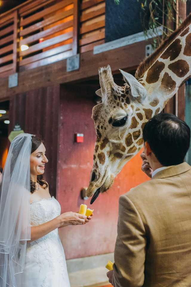 A whimsical animal lovers' San Francisco zoo wedding by Milou + Olin Photography