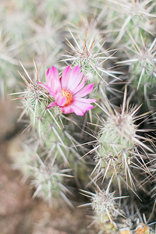 A boho chic desert botanical garden engagement in Arizona // photo by Rachel Solomon Photography: http://rachel-solomon.com || see more on https://blog.nearlynewlywed.com