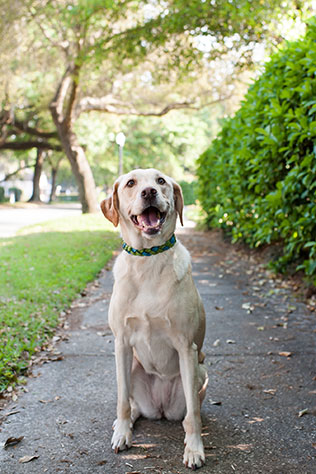 An adorable hometown engagement session with the couple's dogs in Lakeland // photo by Sarah & Ben: http://www.sarahben.com || see more on https://blog.nearlynewlywed.com