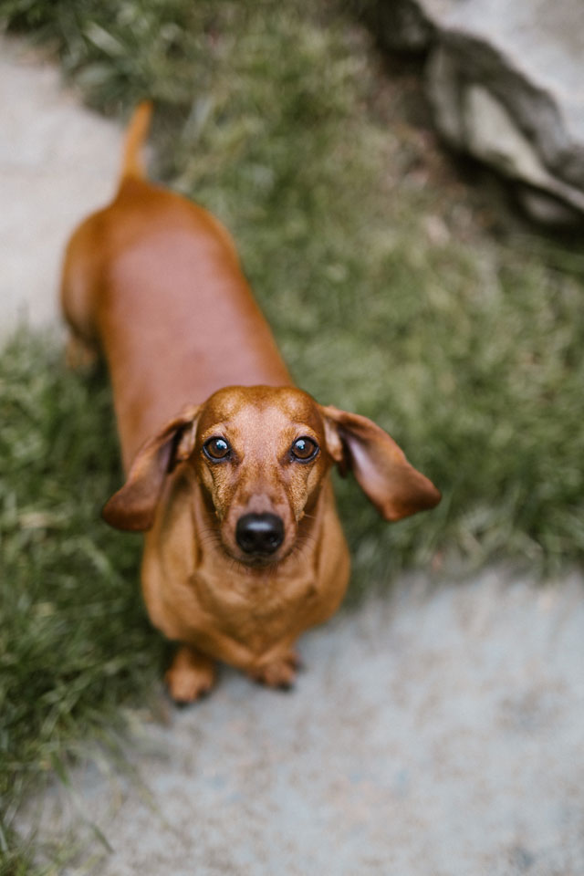 An earthy and hippie backyard wedding that included the couple's adored dachshund by Victoria Selman Photographer